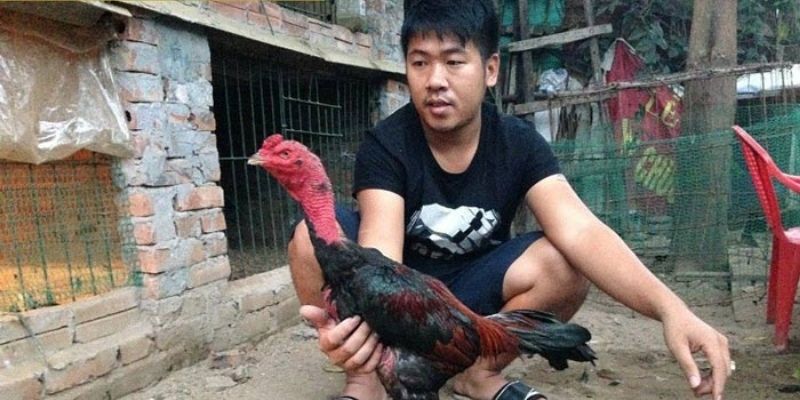 Theo dõi sức khỏe trong cách nuôi gà chọi C1