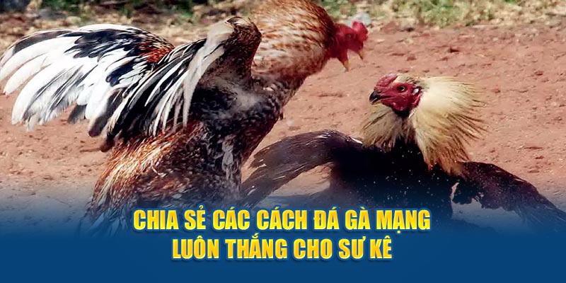 Chia sẻ các cách đá gà mạng luôn thắng cho sư kê