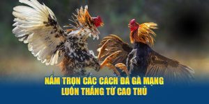 Nắm trọn các cách đá gà mạng luôn thắng từ cao thủ