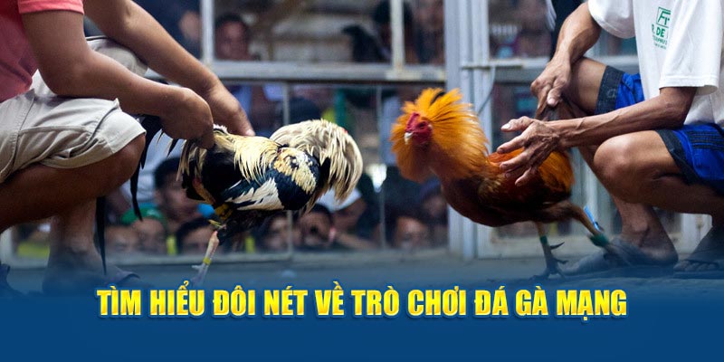 Tìm hiểu đôi nét về trò chơi đá gà mạng